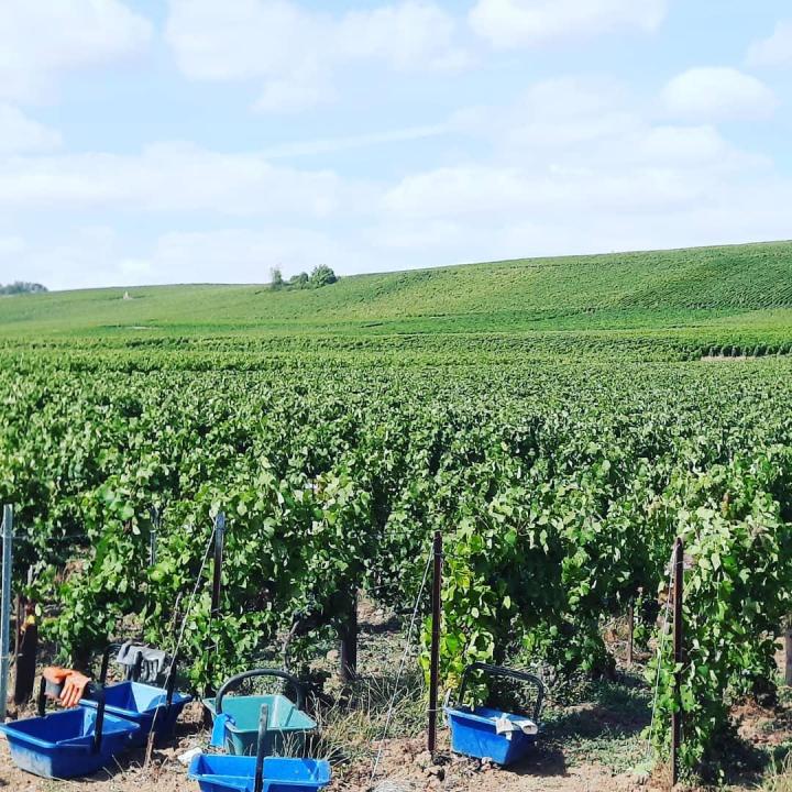 Viticulteur, Roanne