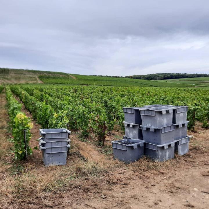 Viticulteur, Reims