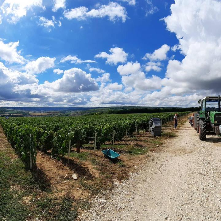 Viticulteur, Épernay