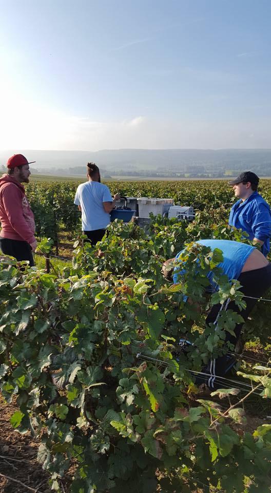 Viticulteur Verneuil