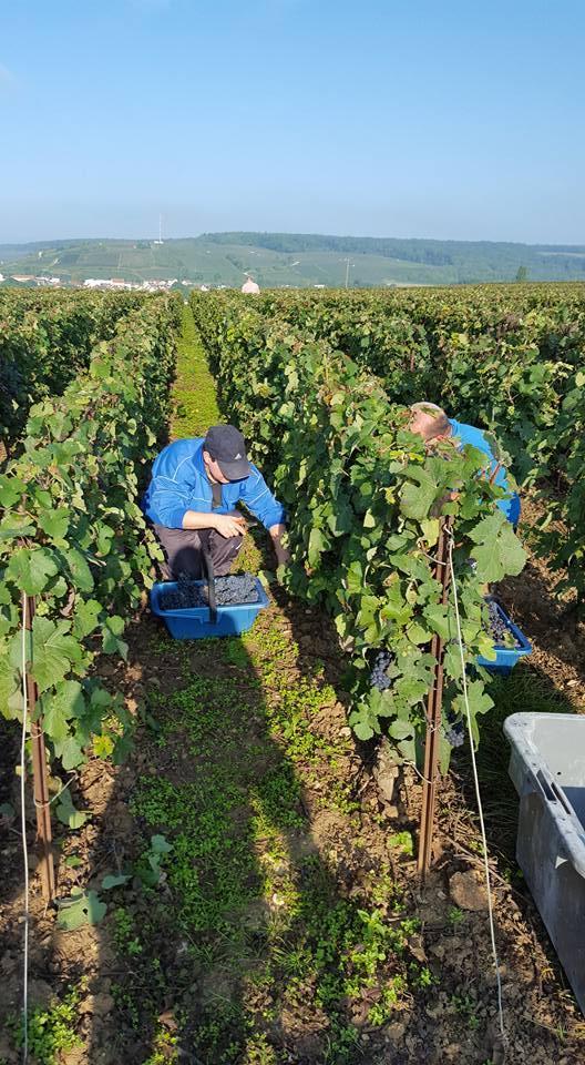 Des passionnés de viticulture à Verneuil 