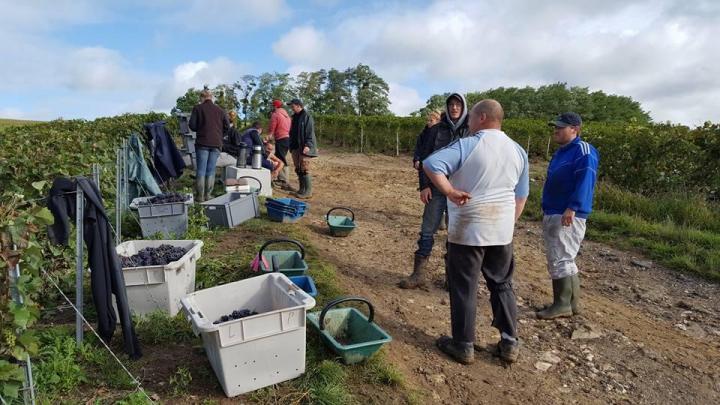 Des passionnés de viticulture à Verneuil 