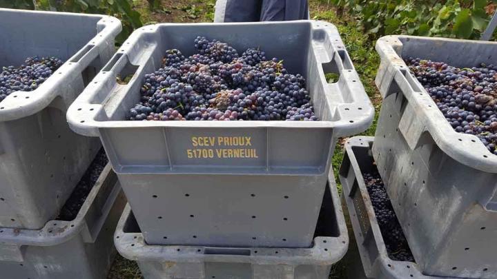 Des champagnes de qualité sont transformés dans notre domaine viticole à Verneuil. 
