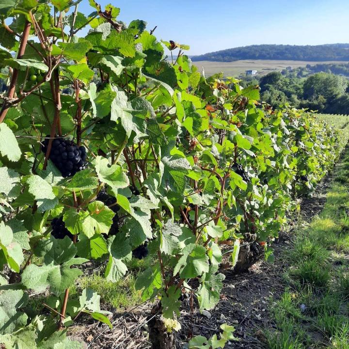 Viticulteur Verneuil