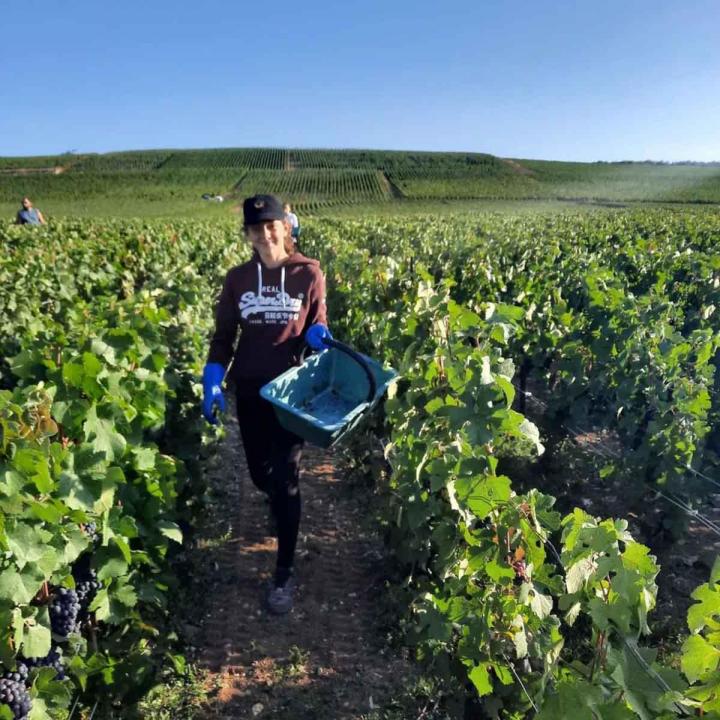 Des passionnés de viticulture à Verneuil