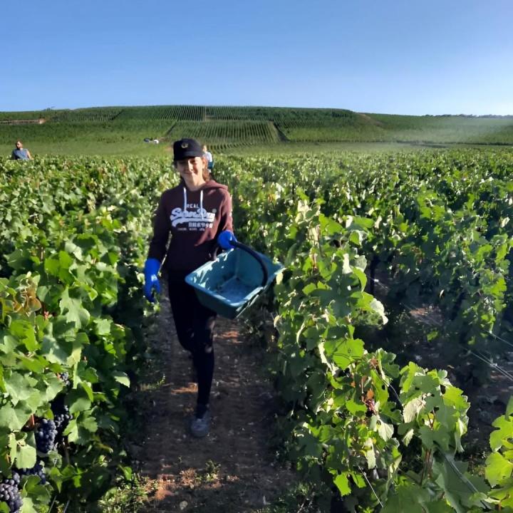 Nous sommes dans la viticulture depuis près de 70 ans. 