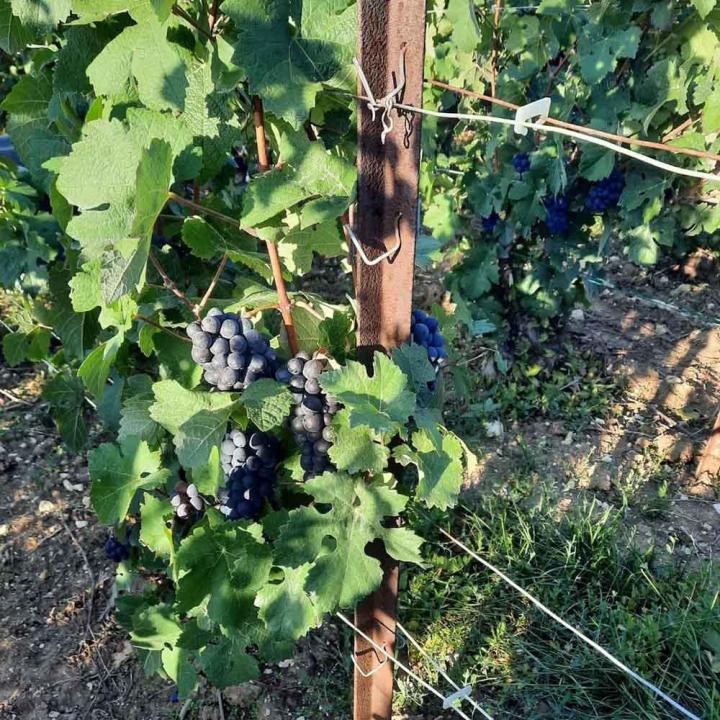 Vignerons à Verneuil