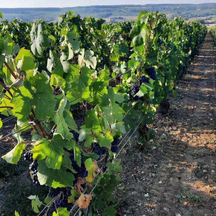 Viticulteur Verneuil