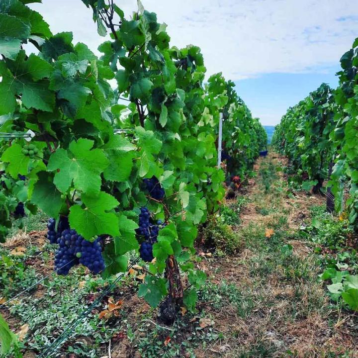 Vignerons à Verneuil