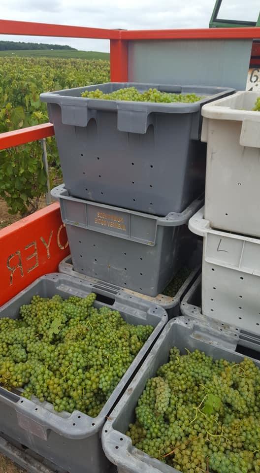 Vignerons à Verneuil