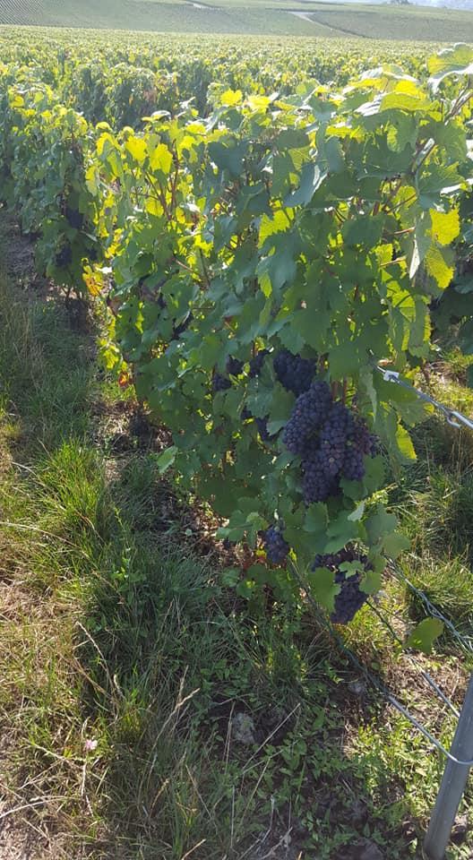 Vignerons à Verneuil